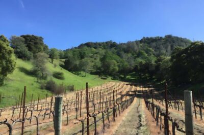 Rustridge Vineyard and Winer interior